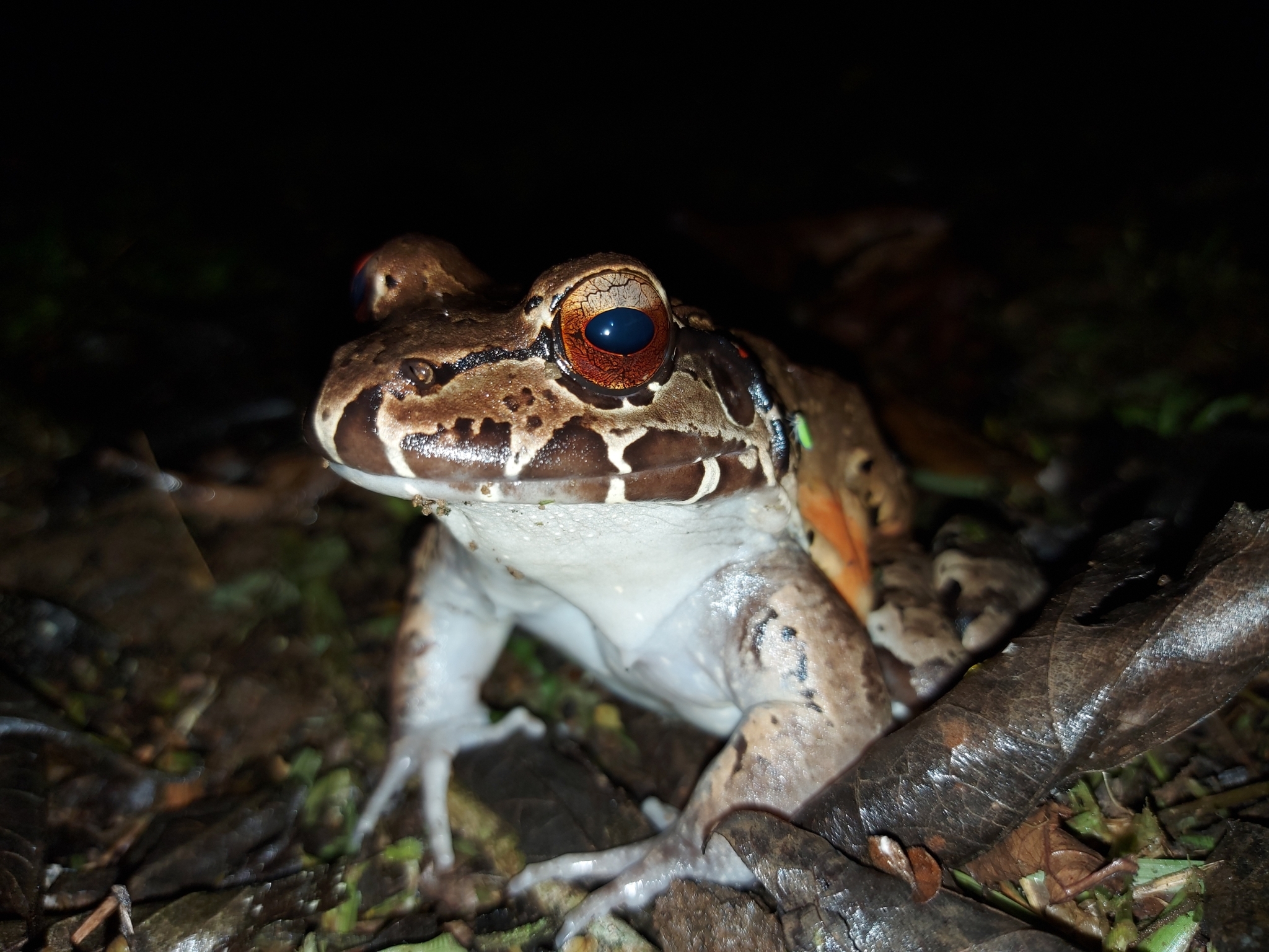 Frog smugglers in Slovakia 