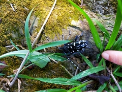 Anoplophora macularia