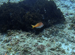 Cyprinocirrhites polyactis