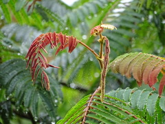 Albizia chinensis