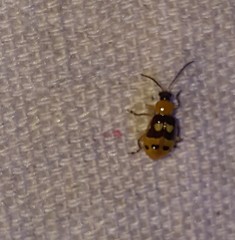 Paranapiacaba connexa