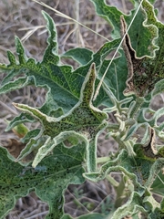 Septoria lycopersici