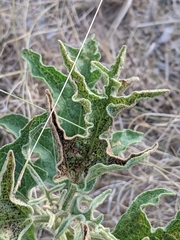 Septoria lycopersici