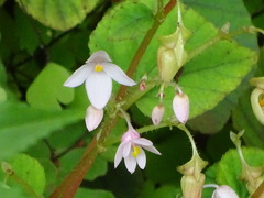 Begonia crenata