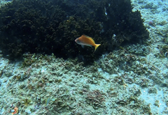 Cyprinocirrhites polyactis