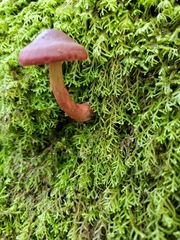 Cortinarius cardinalis