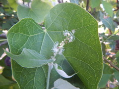 Croton lasiopetaloides