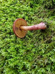 Cortinarius cardinalis