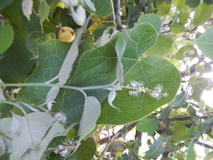 Croton lasiopetaloides
