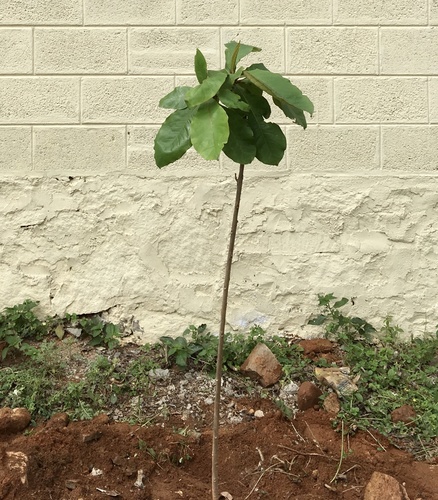 Citrus maxima