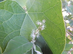 Croton lasiopetaloides