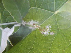 Croton lasiopetaloides