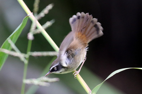 Central East Coast Whitebrowed Scrubwren (Subspecies Sericornis