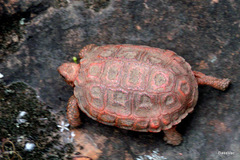 Chersobius signatus