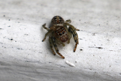 Opisthoncus parcedentatus