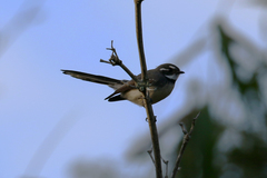 Rhipidura albiscapa alisteri