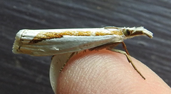 Crambus girardellus