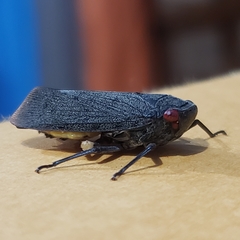 Acraephia perspicillata