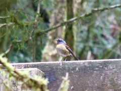 Tarsiger johnstoniae