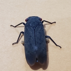 Acraephia perspicillata