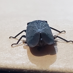 Acraephia perspicillata