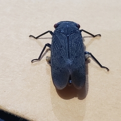 Acraephia perspicillata