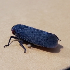 Acraephia perspicillata