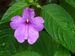 Impatiens pulcherrima