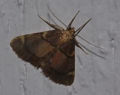 Hypsopygia thymetusalis