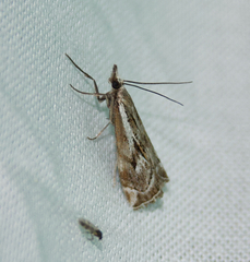 Catoptria oregonicus