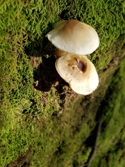Tricholoma viridiolivaceum