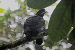 Cephalopterus penduliger