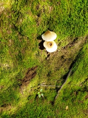 Tricholoma viridiolivaceum
