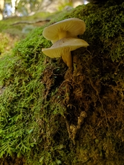 Tricholoma viridiolivaceum