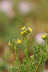 Linaria arenaria