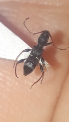 Euderces basimaculatus