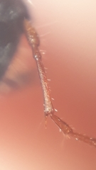 Euderces basimaculatus