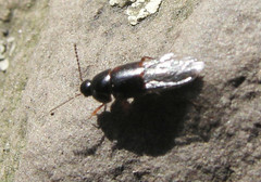 Tachinus