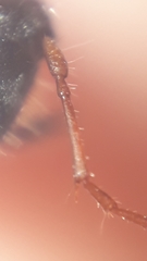 Euderces basimaculatus