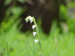Habenaria heyneana