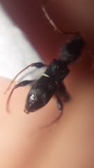 Euderces basimaculatus