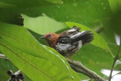 Machaeropterus deliciosus