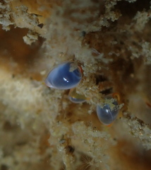 Cystiscidae