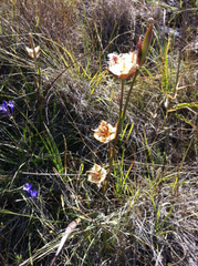 Calochortus tiburonensis