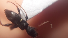 Euderces basimaculatus