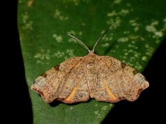 Hypochrosini