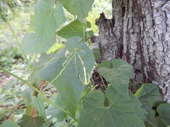 Rytidostylis gracilis