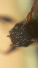 Euderces basimaculatus