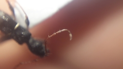 Euderces basimaculatus