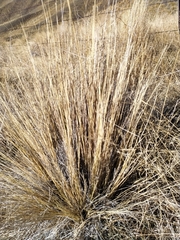 Festuca novae-zelandiae